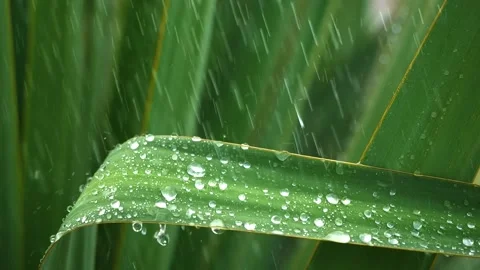 Water drops falling on green palm leaves, super slow motion. Green plants Stock Footage 220736745