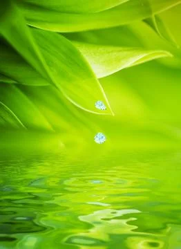 Water drops falling from a leaf of grass Stock Illustration