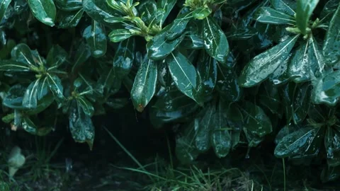 Water drops falling from leaves, slow-motion video. Vidéo 273617567