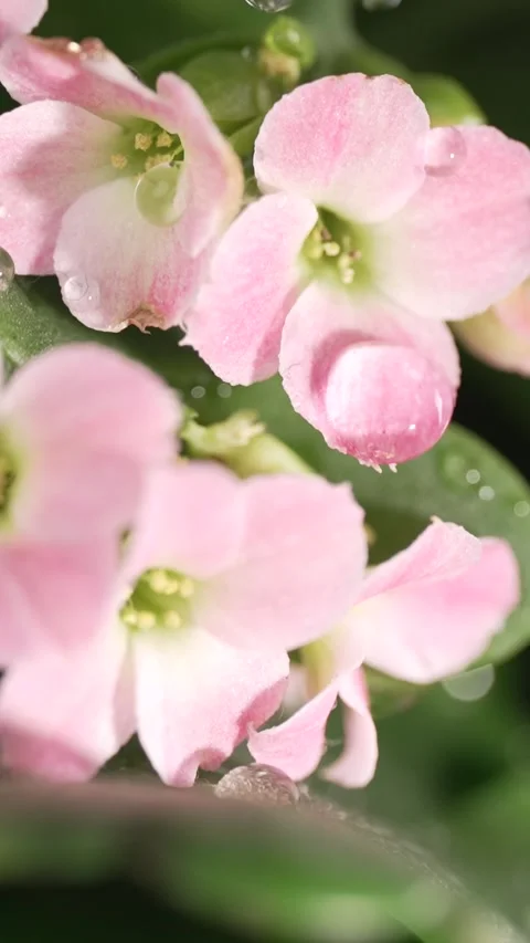Water drops falling on a light pink kalanchoe. Macro shot. Slow motion. Stock Footage 303907159