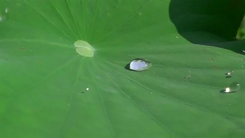 Water drops falling on Lotus Leaf in slow motion Stock Footage 125303734