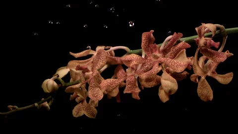 Water drops falling on the orchids in slow motion Stock Footage 81228090