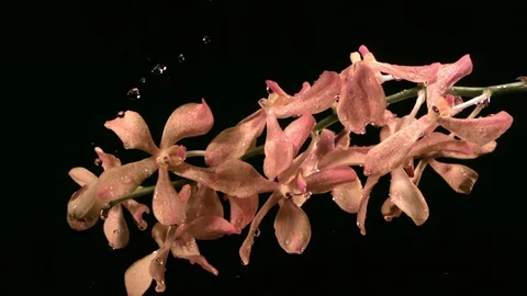 Water drops falling on the orchids in slow motion against black background Stock Footage 81230333