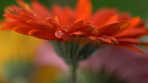 Water drops falling on petals of red daisy gerbera. Slow motion shot Stock Footage 103428370