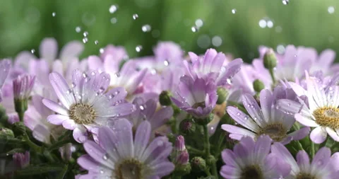 Water drops falling on pink daisy flower plant while it's raining Stock Footage 268803072