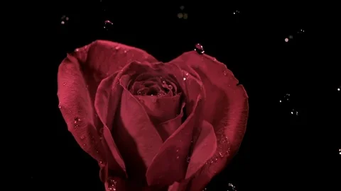 Water drops falling on red rose in slow motion against black background Stock Footage 81230348