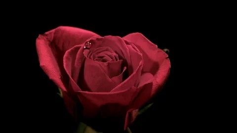 Water drops falling on red rose in slow motion against black background Stock Footage 81231254