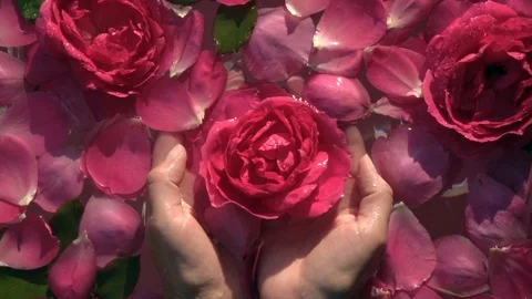 Water drops falling on red rose in woman hands. Vídeo Stock 111419406
