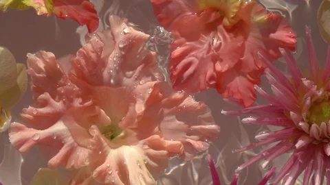 Water drops falling on romantic colourful flowers, floating on the water surface Видео 112251602