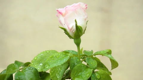 Water drops falling on rose flower Stock Footage 131431176