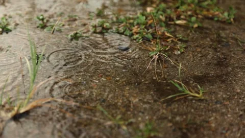 Water Drops Falling onto Sand Forming a Tiny Pond Among Green Grass Stock Footage 339418446