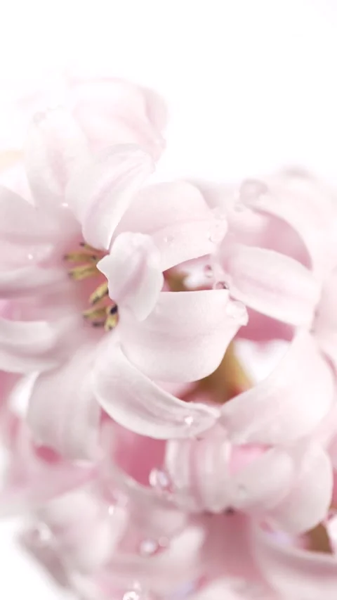 Water drops falling on a spring flower hyacinth. Macro, slow motion. Stock Footage 303907167
