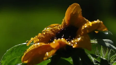 Water drops falling on sunflower in slow motion. Vidéo 77155855