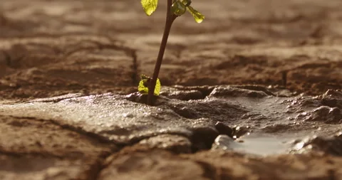 Water drops falling on tiny plant in desert, filling it with life. Little green Stock Footage 130597912
