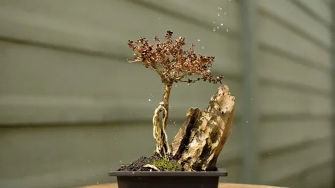 Water Drops Falling On Tiny Plant In Desert Little Sprout Stock Footage 221688825