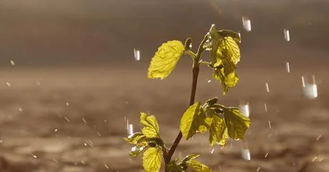 Water drops falling on tiny plant in desert, filling it with life. Little green Stock Photos