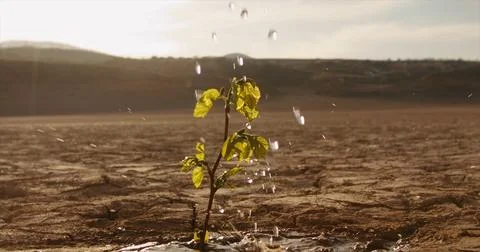 Water drops falling on tiny plant in desert, filling it with life. Little green Stock Photos