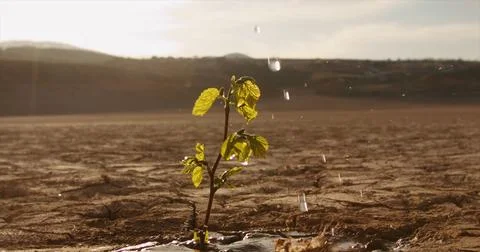 Water drops falling on tiny plant in desert, filling it with life. Little green Stock Photos