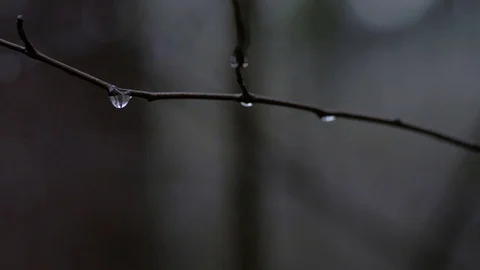 Water drops falling on a tree. Rainy day 4K Stock Footage 75056692