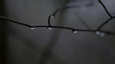 Water drops falling on a tree. Rainy day 4K Stock Footage 75056722