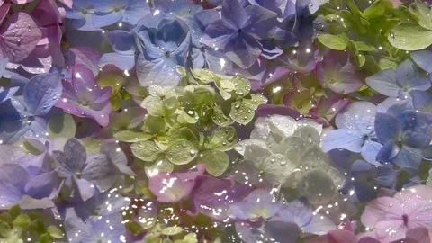Water drops falling on water composition with colourful Hortensia flowers Vidéo 122243278