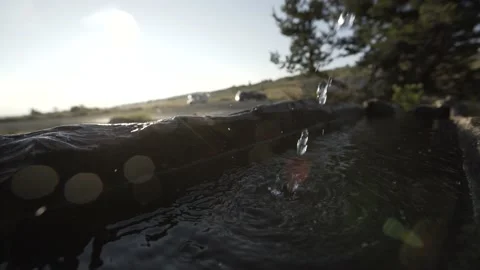 Water drops falling into water in a tree trunk Stock Footage 131511556
