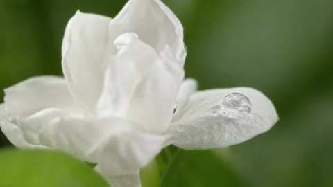 Water drops falling on white jasmine petals,  flower close-up scene Stock Footage 318196385