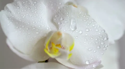 Water drops falling on white orchid flower, slow motion 05 Stock Footage
