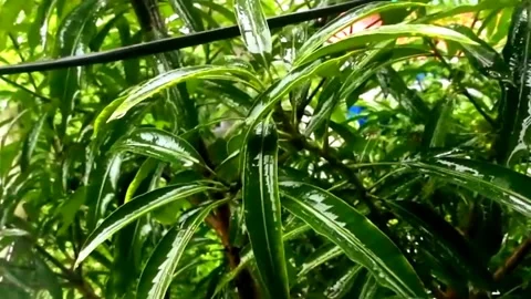 Water drops falls in leafs while raining. Stock Footage 136213904