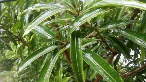 Water drops falls in leafs while raining. Stock Footage 136216200