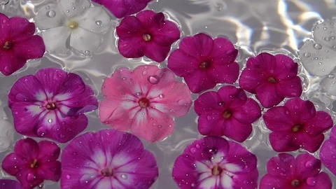 Water-drops falls on the water surface with phlox flowers. 스톡 동영상 108436215
