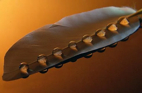 Water drops on a feather Stock Photos