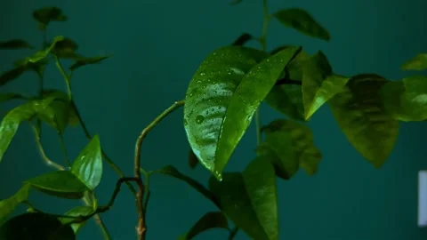 Water drops flow down from leaves Video stock 236559305