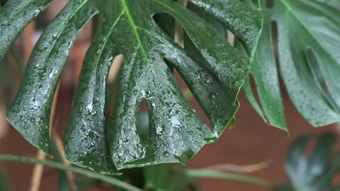 Water drops flow down a tropical monstera leaf in slow motion. Stock Footage 155419514