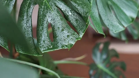 Water drops flow down a tropical monstera leaf in slow motion. Stock Footage 155419549