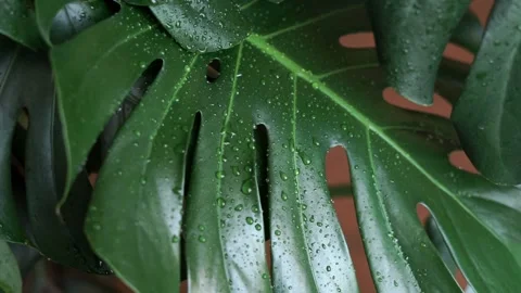 Water drops flow down a tropical monstera leaf in slow motion. Stock Footage 155419560