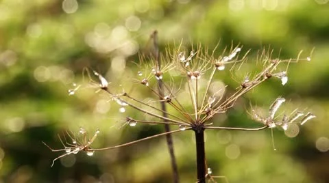 Water drops on flower Stock-Footage 21881661