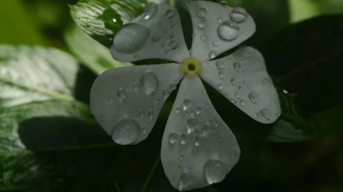 Water drops on a flower Stock Footage 162098525