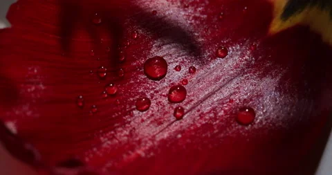 Water drops flowers Stock-Footage 192242442