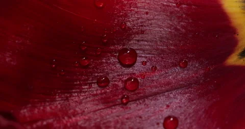 Water drops flowers Video stock 192244815