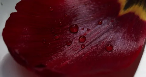 Water drops flowers Video stock 192245385