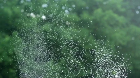 Water drops flying in super slow motion on background of green trees outdoors Stock Footage 201771907