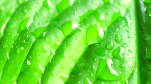 Water drops Stock Footage 23575977