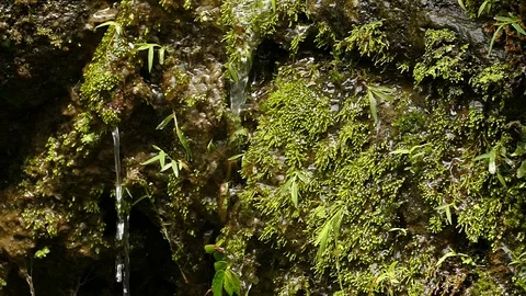 Water drops Stock Footage 86760020