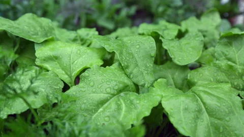 Water drops Stockbeeldmateriaal 151780283