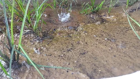 Water drops Stock Footage 157568245