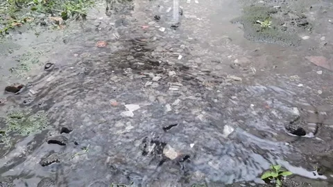 Water Drops Stock Footage 237157655