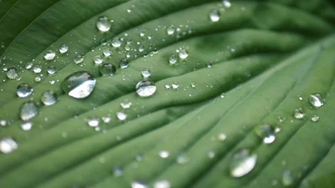 Water drops Stock Footage 313821753