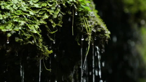 Water drops  in a forest Video stock 296712390