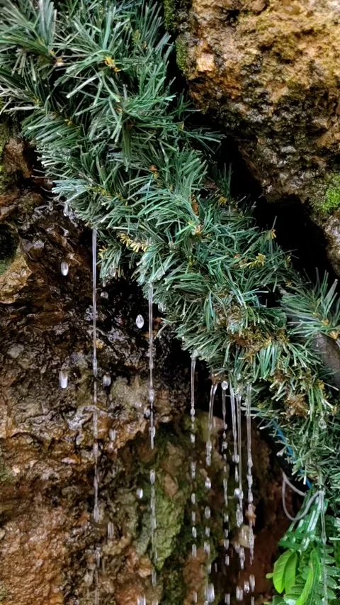 Water drops in the forest Stock-Footage 303923319